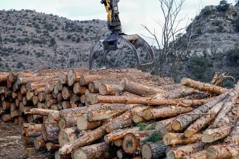 Forestry crane loading cut pine logs in soria Photos