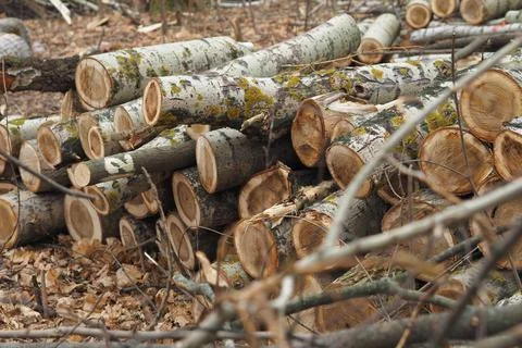 Forestry. Deforestation, obtaining timber. Logging industry. Ecology and fore Stock Photos