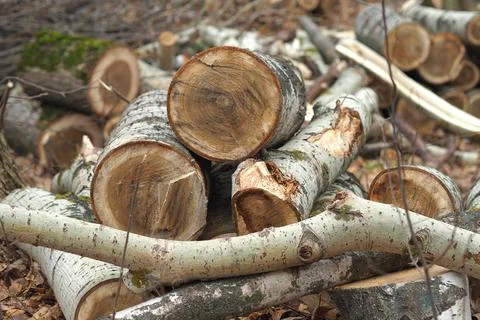 Forestry. Deforestation, obtaining timber. Logging industry. Ecology and fore Stock Photos