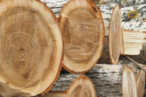 Forestry. Deforestation, obtaining timber. Logging industry. Ecology and fore Stock Photos