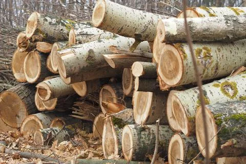 Forestry. Deforestation, obtaining timber. Logging industry. Ecology and fore Stock Photos