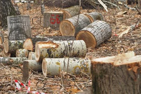 Forestry. Deforestation, obtaining timber. Logging industry. Ecology and fore Stock Photos