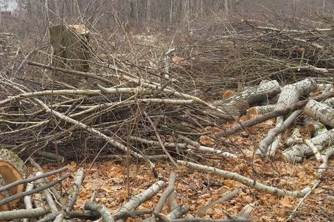 Forestry. Deforestation, obtaining timber. Logging industry. Ecology and fore Stock Photos