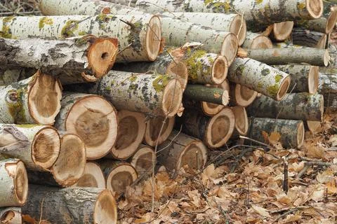 Forestry. Deforestation, obtaining timber. Logging industry. Ecology and fore Stock Photos