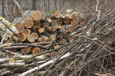 Forestry. Deforestation, obtaining timber. Logging industry. Ecology and fore Stock Photos