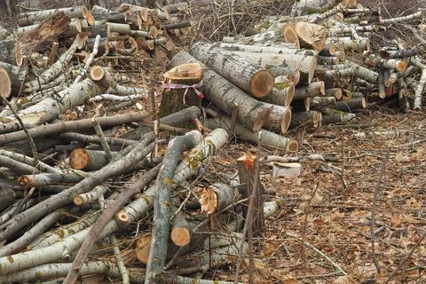 Forestry. Deforestation, obtaining timber. Logging industry. Ecology and fore Foto stock