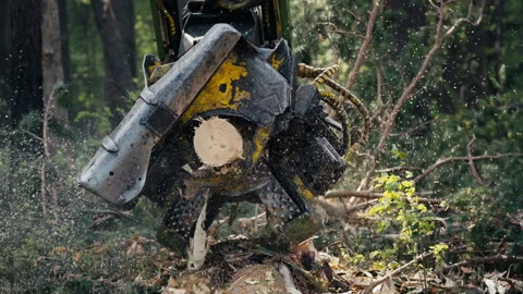 Forestry Equipment For Log Processing At Wood Material Harvesting Site Stock Footage 267855916