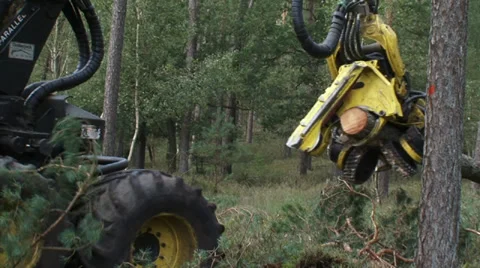 Forestry, Harvester in forest felling a pine tree - close up + zoom out Видео 33704244