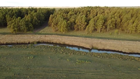 Forestry Industry in Argentine Stock Footage 152037010