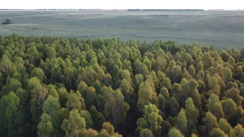 Forestry industry from Argentine Stock Footage 152037285