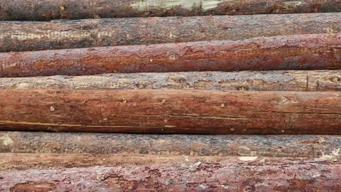 Forestry Industry Lumber Logs Deforestation Video stock 157401224