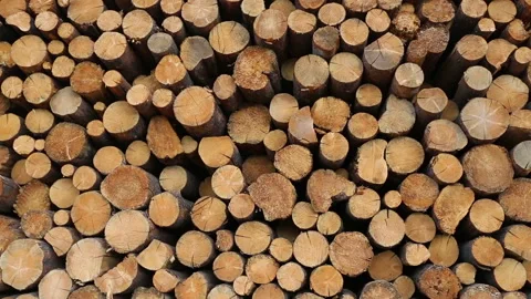 Forestry Industry Lumber Logs Deforestation Stock Footage 157401257