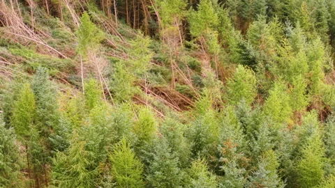 Forestry Knocked By Strong Wind Stock Footage 315465665