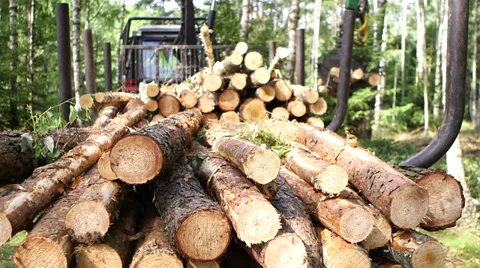 Forestry - loading tree logs Stock Footage 34332876