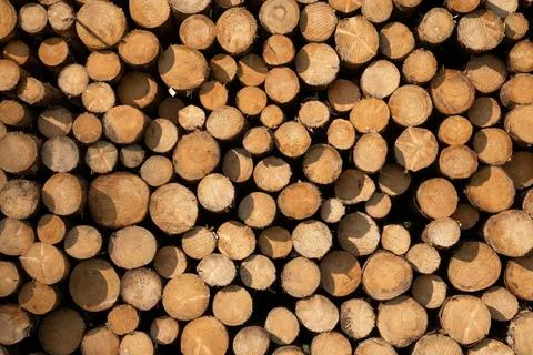 Forestry, log piles close up Stock Photos