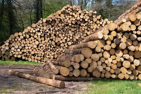 Forestry, log piles Stock Photos
