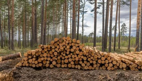 Forestry. Log stacks along the forest road. Forest pine and spruce trees. L.. Stock Photos