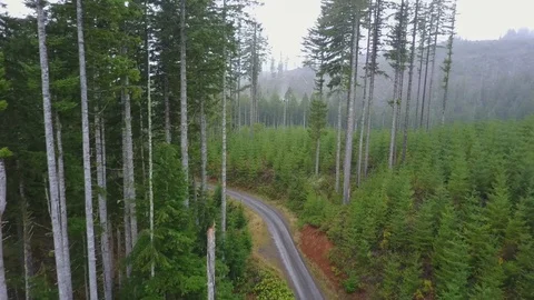 Forestry Logging and Tree Planting in Washington State USA Stock Footage 128850356