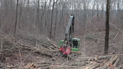 Forestry Logging Cutter Wood Trees Wide Shot 動画素材 172264376