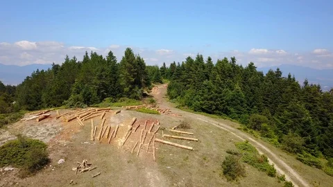 Forestry Logging Land Pine Forest Mountain Wood Deforestaition Drone View Stock Footage 119889804