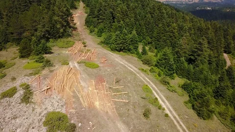 Forestry Logging Land Pine Forest Mountain Wood Deforestaition Drone View Video stock 119889833