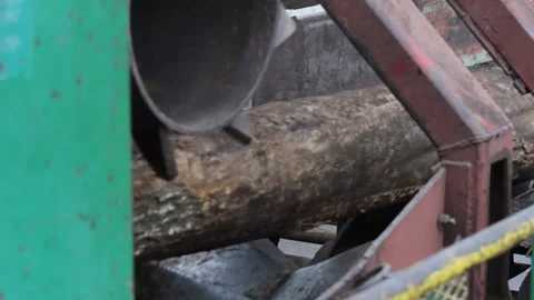 Forestry Logs Entering Mill 動画素材 172264288