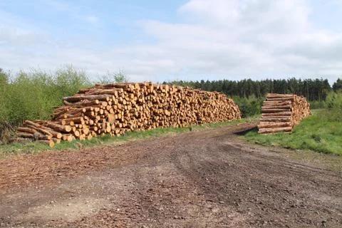 Forestry Logs. Stock Photos