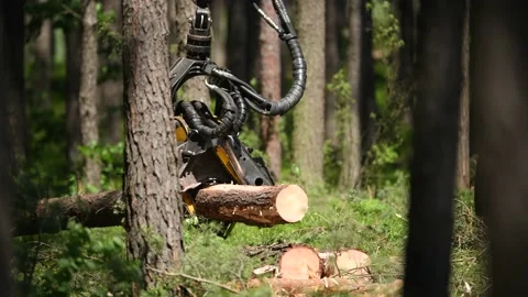 Forestry machine harvester cutting trees Stock Footage 134905737