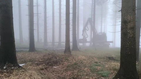 Forestry machine harvesting trees in a misty forest during early morning. Fog 스톡 동영상 331609491
