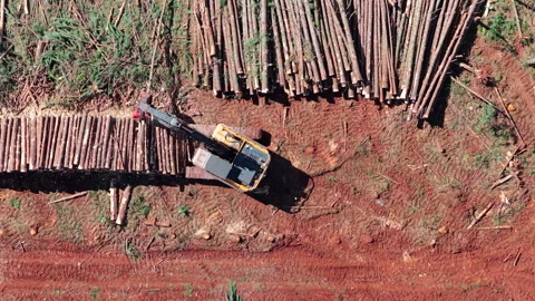 Forestry machine loading stacked pine logs on reddish soil in a commercial Stock Footage 342756572