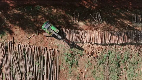 Forestry machine moving between stacks of pine logs in a commercial plantation Stock Footage 342756497