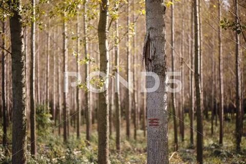 Forestry paint marking on tree trunks in woods Stock Photos