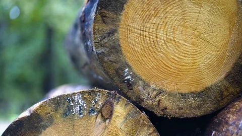 Forestry pattern on the stock Video stock 94355910