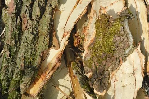 Forestry Stock Photos