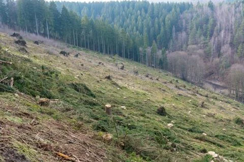 Forestry Fotos de archivo