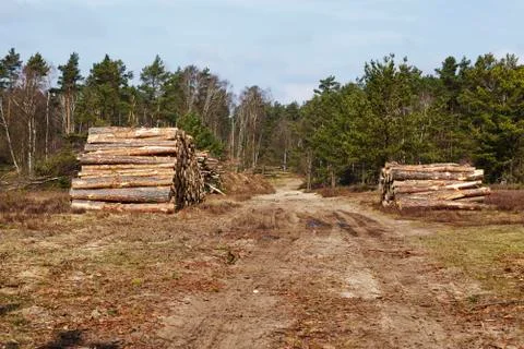 Forestry - Pile of tree boles Stock Photos