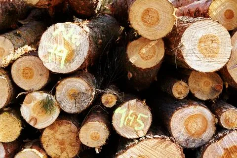Forestry - Pile of tree boles Stock Photos