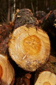 Forestry - Pile of tree boles Stock Photos