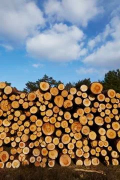 Forestry - Pile of tree boles Stock Photos