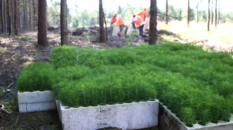 Forestry - planting tree seedlings Stock Footage 34329105