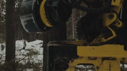 Forestry processForest machinery fells and saws the forest Stock Footage 72790431