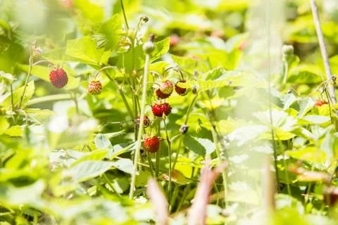 Forestry strawberries Stock Photos