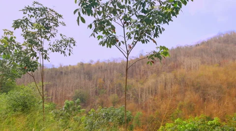 Forestry in Thailand Stock Footage 47308124