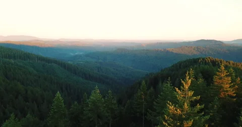 Forestry Timber Logging Aerial Drone Oregon Coast Stock Footage 137358170