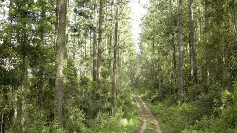 Forestry Trail Video stock 148187210