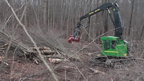 Forestry Tree Cutting Machine Sawing Logs Stock Footage 172265045