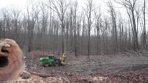 Forestry Tree Cutting Removal Machine 動画素材 172265035