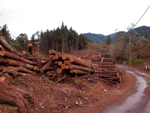 Forestry tree cutting, Taiwan Stock Photos