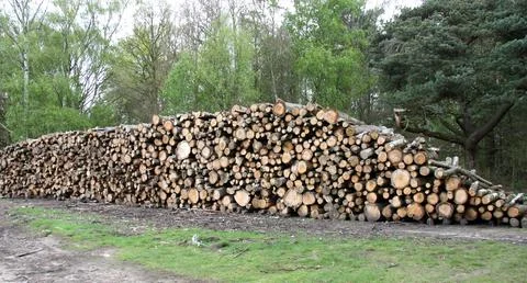 Forestry Tree Logs. Stock Photos