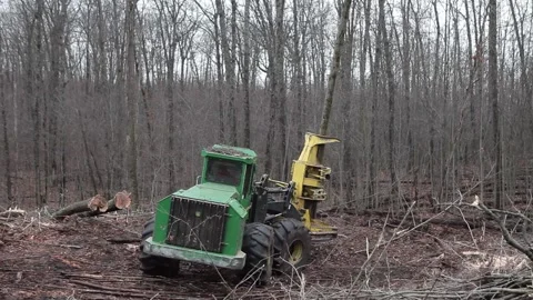 Forestry Tree Removing Logs Cutting Machine Stock Footage 172265085